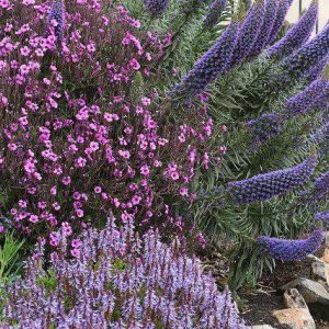Enchanting Gardens