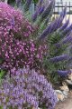 Enchanting Gardens
