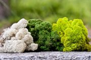 Green Mood